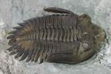 Greenops Trilobite - Hungry Hollow, Ontario #164401-4